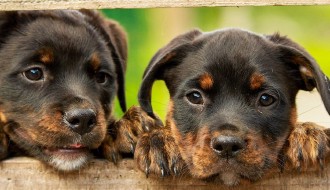 Drupal Puppies